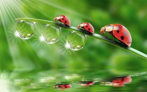Loopbaancoaching Deventer, zingeving coach spiritueel therapeut professioneel astroloog